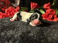 Fred, a male Miniature Dachshund for sale in Riverview, MI – 7 of 10