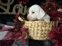 Casper, a male Miniature Dachshund for sale in Riverview, MI – 6 of 10