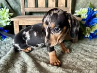 Beatrix , a female Miniature Dachshund for sale in Riverview, MI – 4 of 10