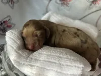 Misty, a female Miniature Dachshund for sale in Riverview, MI – 3 of 10