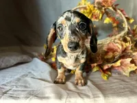 Beatrix, a female Miniature Dachshund for sale in Riverview, MI – 5 of 10