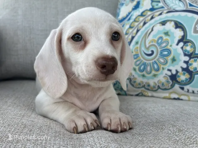 Casper – Miniature Dachshund puppy for sale in Riverview, MI