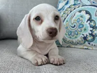 Casper, a male Miniature Dachshund for sale in Riverview, MI – 1 of 10
