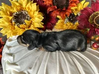 Ash, a male Miniature Dachshund for sale in Riverview, MI – 2 of 10