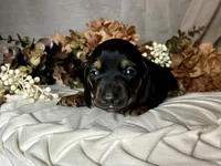 Ash, a male Miniature Dachshund for sale in Riverview, MI – 3 of 10