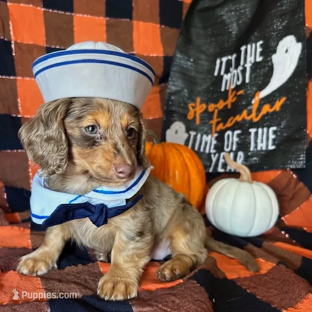 Misty – Miniature Dachshund puppy on hold in Riverview, MI