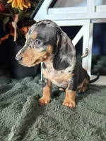 Beatrix, a female Miniature Dachshund for sale in Riverview, MI – 9 of 10