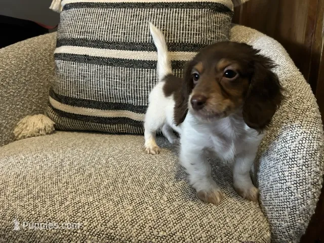 Shaggy – Miniature Dachshund puppy for sale in Riverview, MI