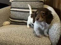 Shaggy, a male Miniature Dachshund for sale in Riverview, MI – 1 of 10