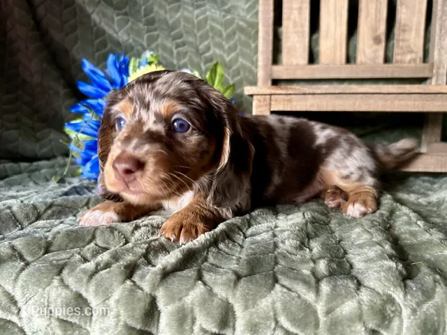 Scooby – Miniature Dachshund puppy on hold in Riverview, MI