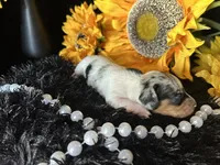 Daphne (On hold), a female Miniature Dachshund for sale in Riverview, MI – 3 of 10
