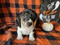 Brock, a male Miniature Dachshund for sale in Riverview, MI – 2 of 10