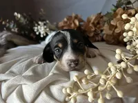 Fred, a male Miniature Dachshund for sale in Riverview, MI – 2 of 10