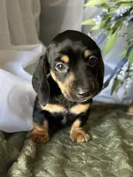 Ash, a male Miniature Dachshund for sale in Riverview, MI – 1 of 10