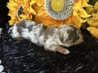 Scooby, a male Miniature Dachshund for sale in Riverview, MI – 4 of 10