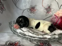 Brock, a male Miniature Dachshund for sale in Riverview, MI – 3 of 8