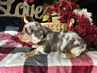 Scooby, a male Miniature Dachshund for sale in Riverview, MI – 5 of 10