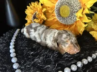 Scooby, a male Miniature Dachshund for sale in Riverview, MI – 6 of 10