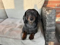 Brock, a male Miniature Dachshund for sale in Riverview, MI – 7 of 8