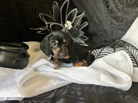 Ash, a male Miniature Dachshund for sale in Riverview, MI – 4 of 10