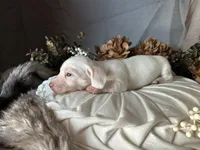 Casper, a male Miniature Dachshund for sale in Riverview, MI – 3 of 10