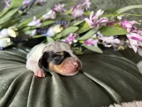 Daphne, a female Miniature Dachshund for sale in Riverview, MI – 3 of 10
