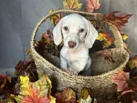 Casper, a male Miniature Dachshund for sale in Riverview, MI – 10 of 10