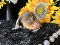 Shaggy, a male Miniature Dachshund for sale in Riverview, MI – 4 of 10