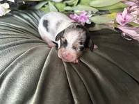 Daphne, a female Miniature Dachshund for sale in Riverview, MI – 6 of 10