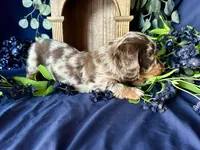 Scooby, a male Miniature Dachshund for sale in Riverview, MI – 5 of 10