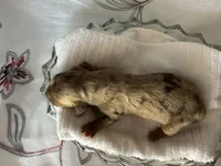 Misty, a female Miniature Dachshund for sale in Riverview, MI – 2 of 10
