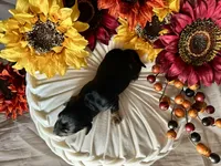 Ash, a male Miniature Dachshund for sale in Riverview, MI – 7 of 10