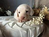 Casper, a male Miniature Dachshund for sale in Riverview, MI – 1 of 10