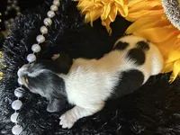 Fred, a male Miniature Dachshund for sale in Riverview, MI – 2 of 10