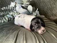 Brock, a male Miniature Dachshund for sale in Riverview, MI – 9 of 10