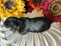 Ash, a male Miniature Dachshund for sale in Riverview, MI – 4 of 10