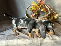 Beatrix, a female Miniature Dachshund for sale in Riverview, MI – 6 of 10