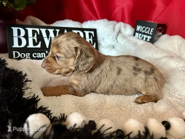 Misty – Miniature Dachshund puppy on hold in Riverview, MI