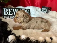 Misty, a female Miniature Dachshund for sale in Riverview, MI – 1 of 10