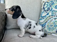 Daphne , a female Miniature Dachshund for sale in Riverview, MI – 6 of 10