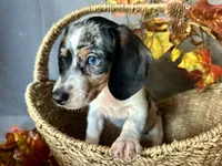 Daphne, a female Miniature Dachshund for sale in Riverview, MI – 4 of 10