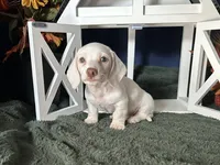 Casper, a male Miniature Dachshund for sale in Riverview, MI – 4 of 10