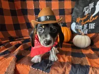Brock, a male Miniature Dachshund for sale in Riverview, MI – 5 of 10