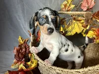 Daphne, a female Miniature Dachshund for sale in Riverview, MI – 5 of 10