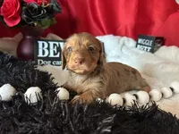 Misty, a female Miniature Dachshund for sale in Riverview, MI – 7 of 10