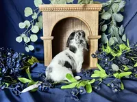 Daphne, a female Miniature Dachshund for sale in Riverview, MI – 3 of 10