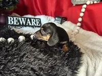 Ash, a male Miniature Dachshund for sale in Riverview, MI – 2 of 10