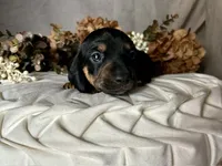 Ash, a male Miniature Dachshund for sale in Riverview, MI – 8 of 10