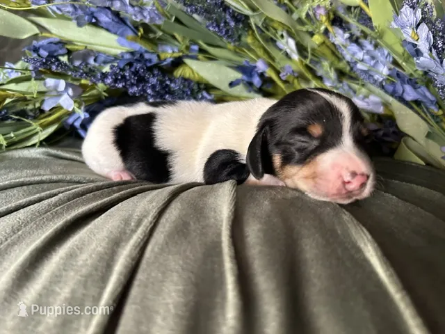 Fred – Miniature Dachshund puppy for sale in Riverview, MI