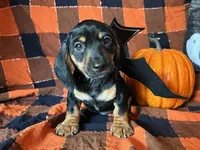 Ash, a male Miniature Dachshund for sale in Riverview, MI – 7 of 10